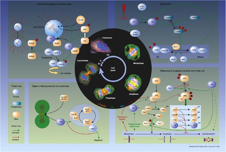 The mitotic roles of Polo-like kinase.